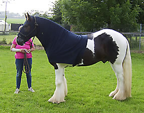 Mr Nigel at Red House Farm Livery Stables