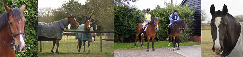 Horses at Red House Farm Livery Stables