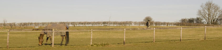 Paddocks - Red House Farm Livery Stables