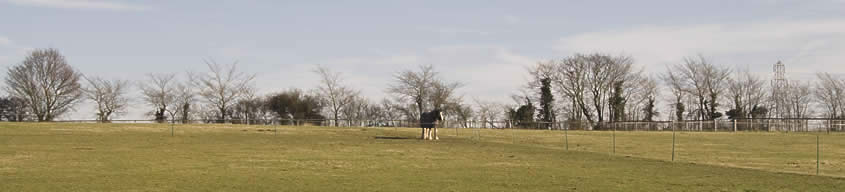 Paddocks - Red House Farm Livery Stables