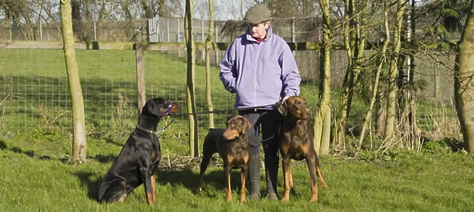 Triemburg Dobermanns