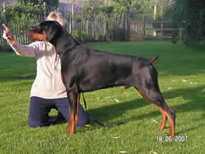 Ch Lodgehouse Mr Bojangles