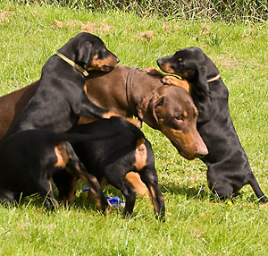 Triemburg Dobermann Puppies Day 53
