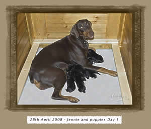 Jennie's Puppies - day 1