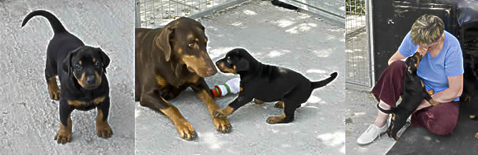 Jennie's Puppies - day 34