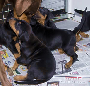 Jennie and puppies - day 34