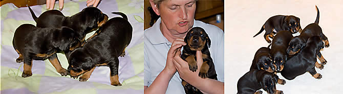 Jennie's Puppies - day 19