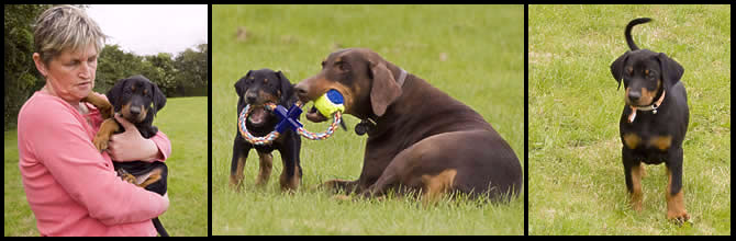 Triemburg Dobermann Puppies Day 53